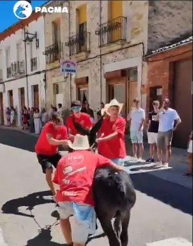 Video Pacma y el maltrato animal en León
