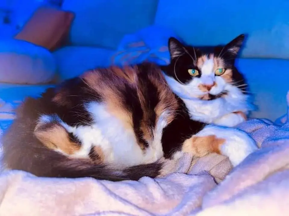 Júpi, gato perdido