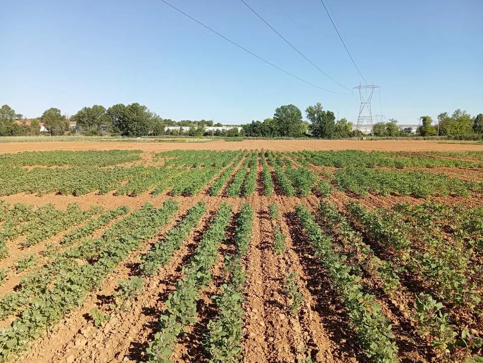 Cultivo