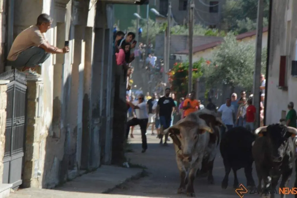 encierro sábado fermoselle _21