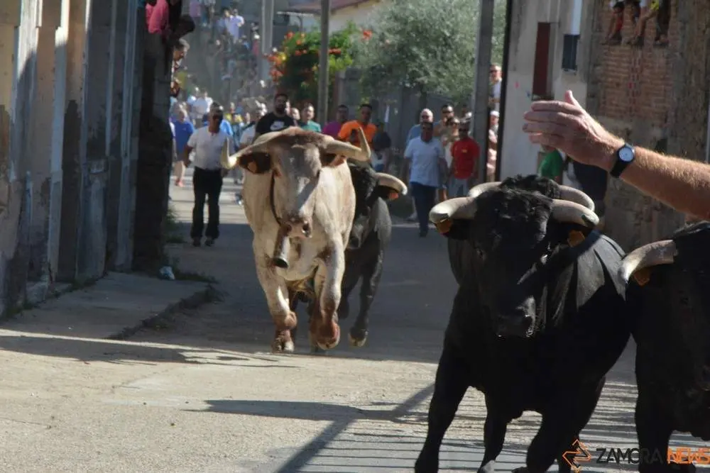 encierro sábado fermoselle _22