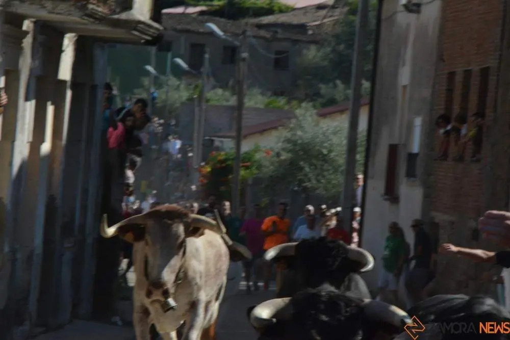 encierro sábado fermoselle _23