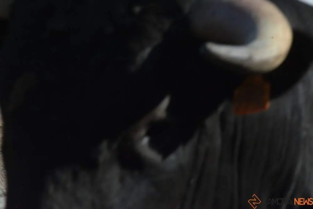 encierro sábado fermoselle _28