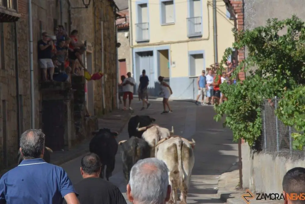 encierro sábado fermoselle _35