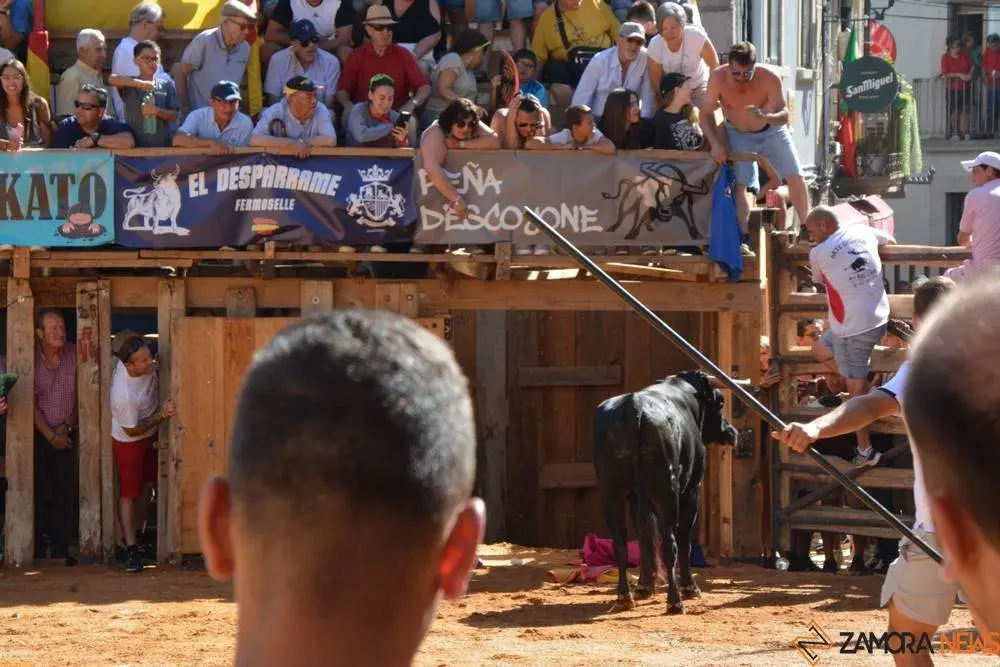 encierro sábado fermoselle _67