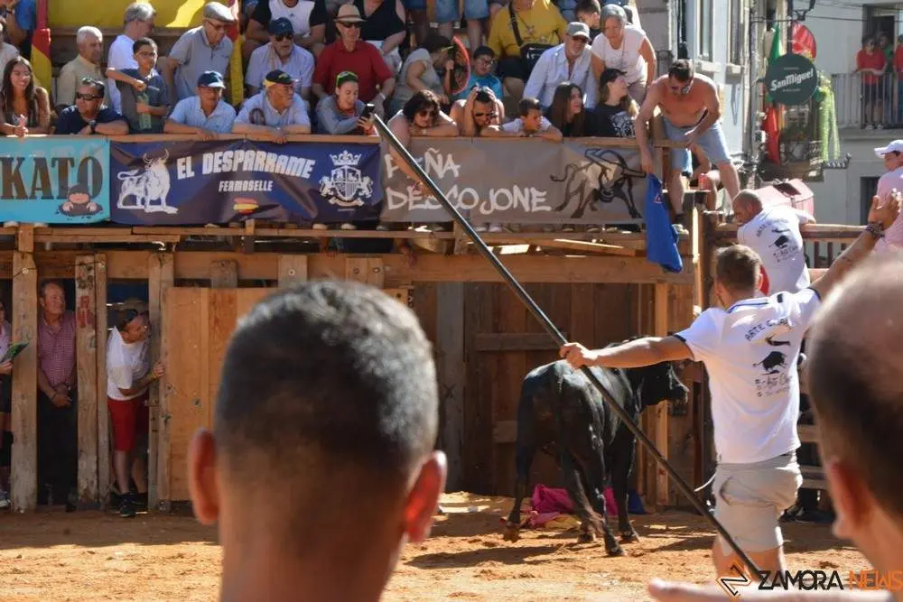 encierro sábado fermoselle _68