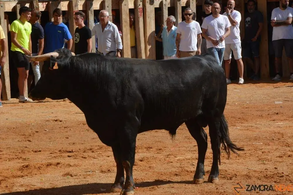 encierro sábado fermoselle _76
