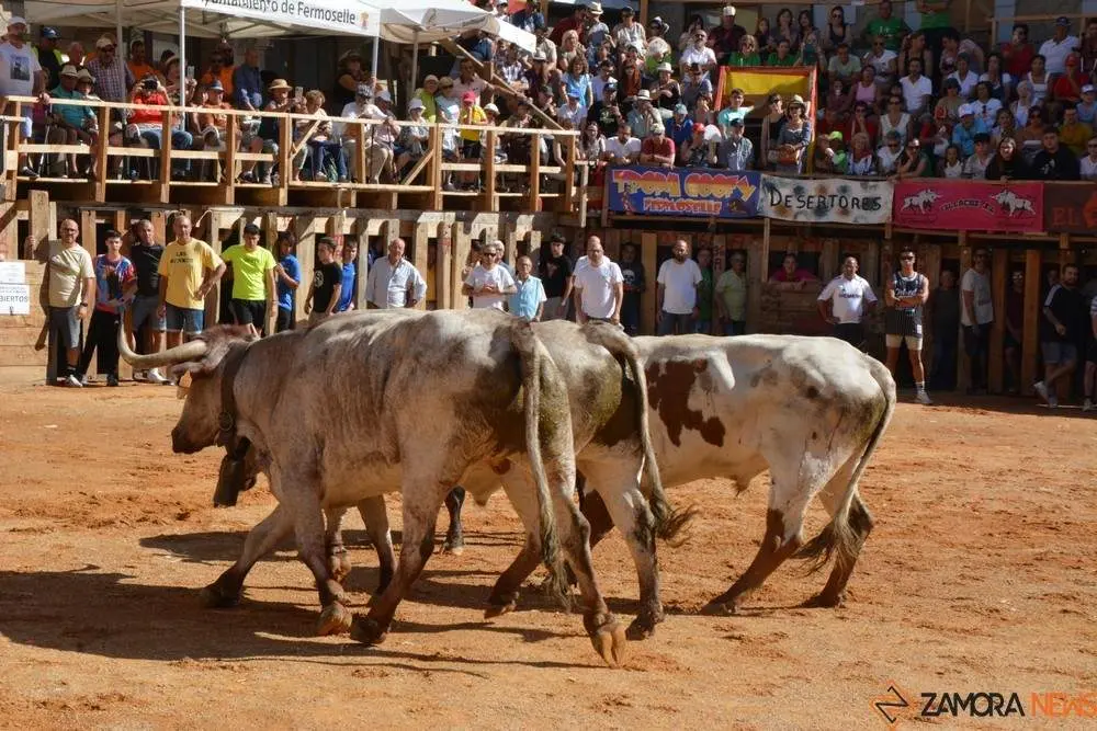 encierro sábado fermoselle _84