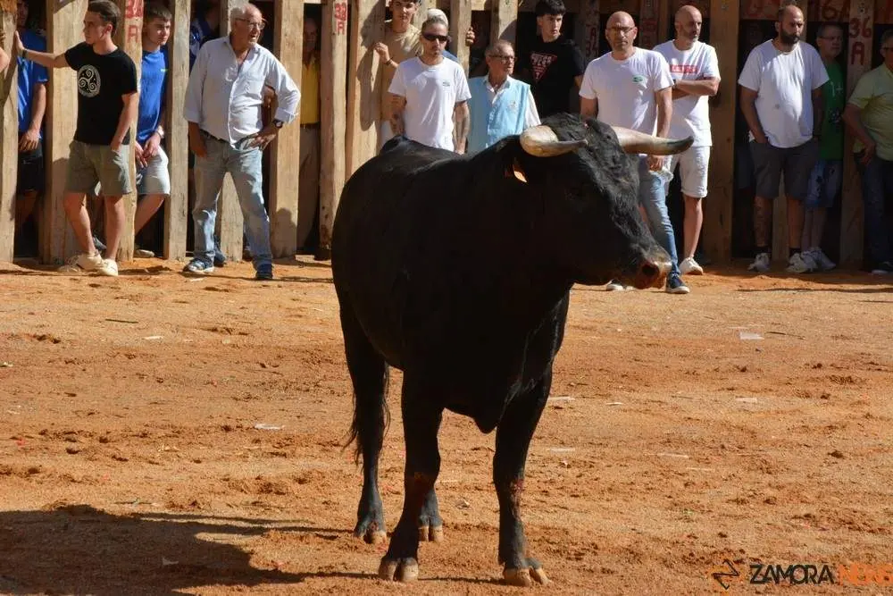 encierro sábado fermoselle _85