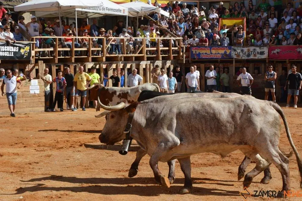 encierro sábado fermoselle _87