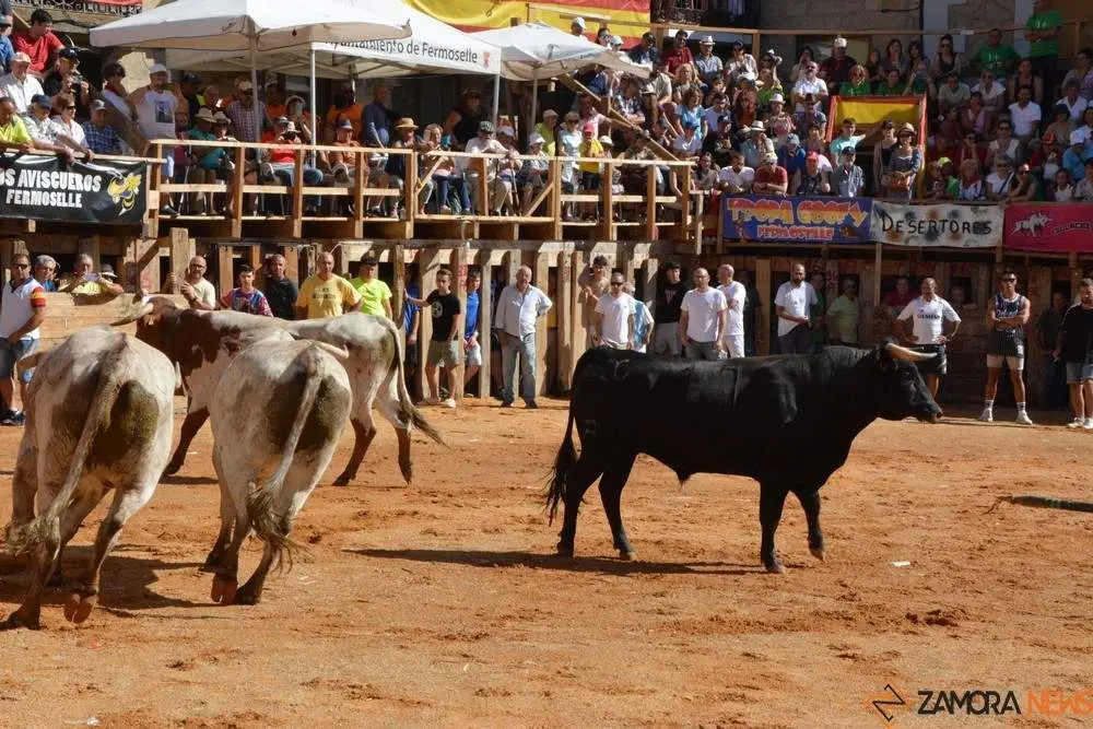 encierro sábado fermoselle _89