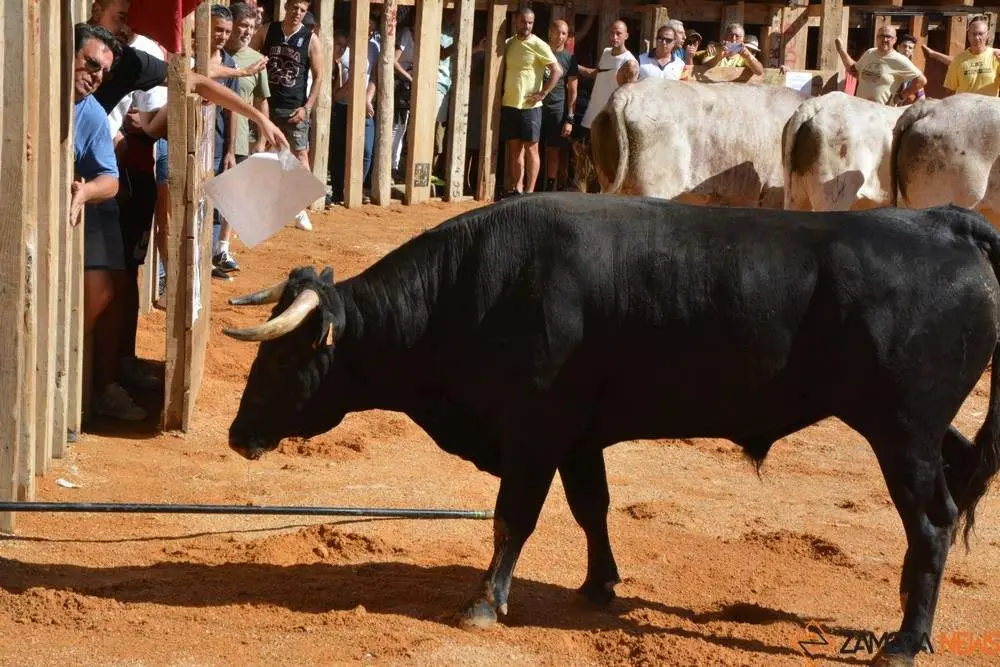encierro sábado fermoselle _95