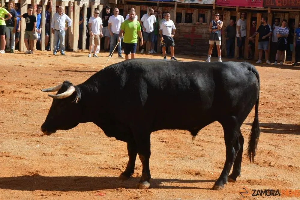 encierro sábado fermoselle _96