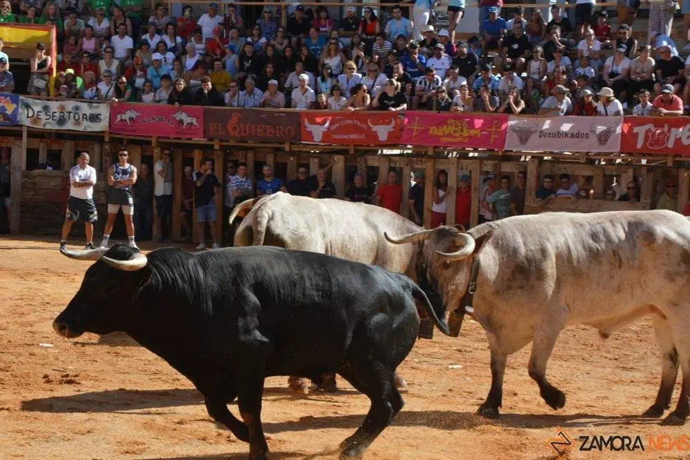 encierro sábado fermoselle _181