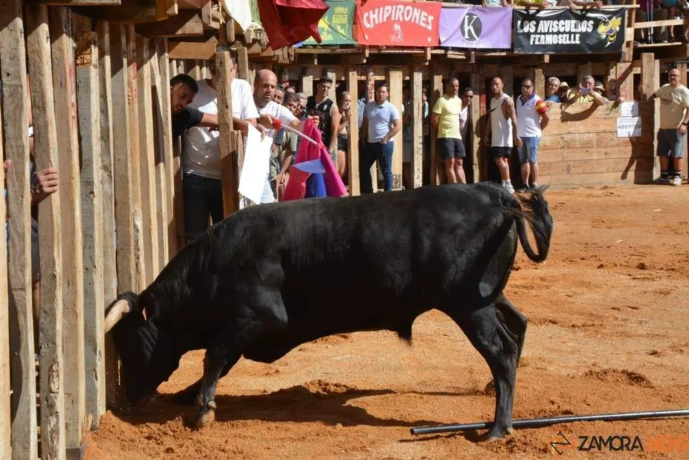encierro sábado fermoselle _182