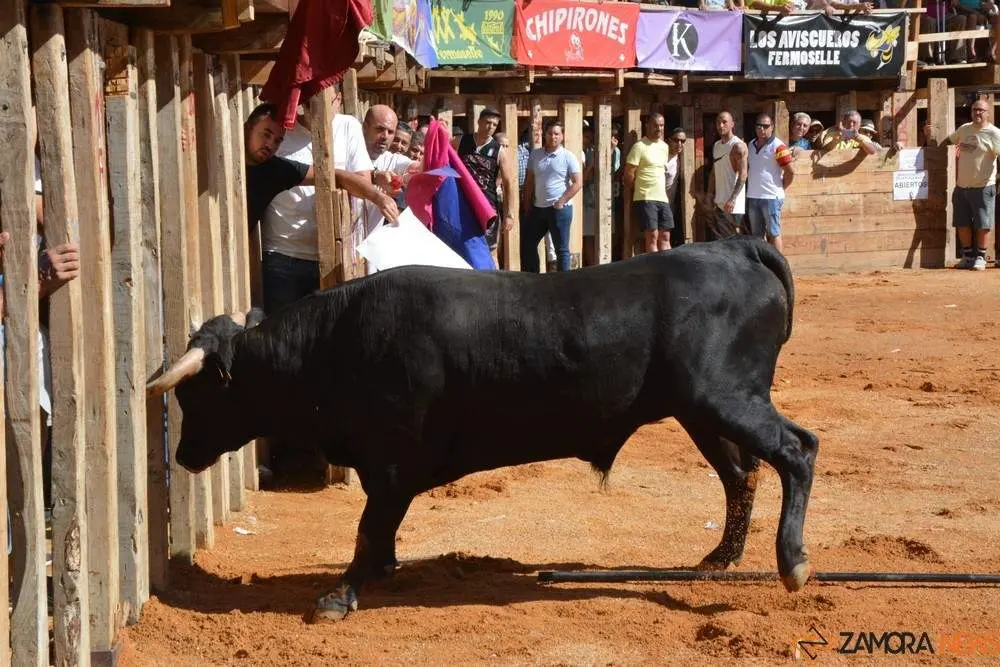 encierro sábado fermoselle _183