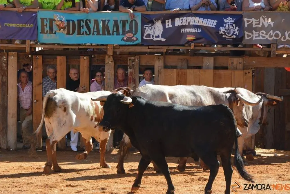 encierro sábado fermoselle _186