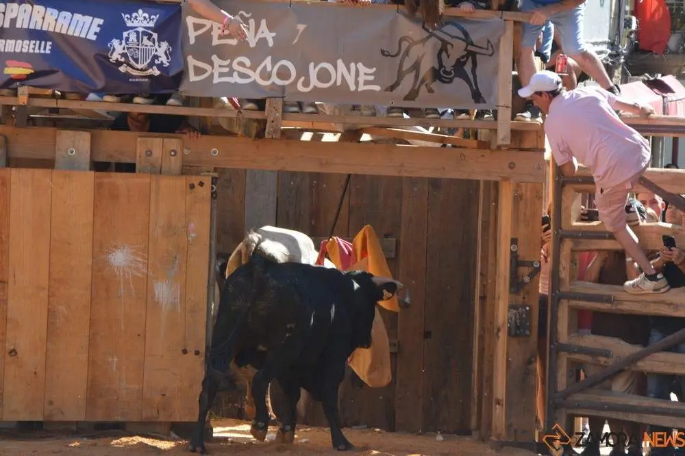 encierro sábado fermoselle _188