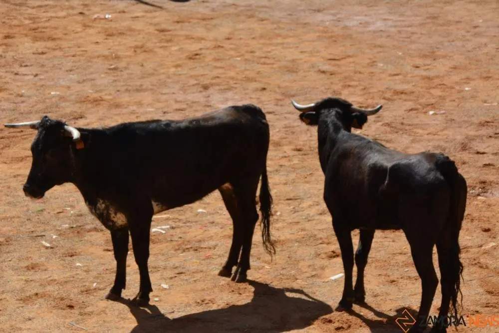 encierro s&aacute;bado fermoselle _139