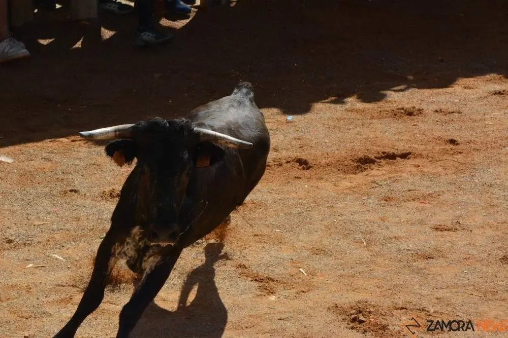 encierro s&aacute;bado fermoselle _145