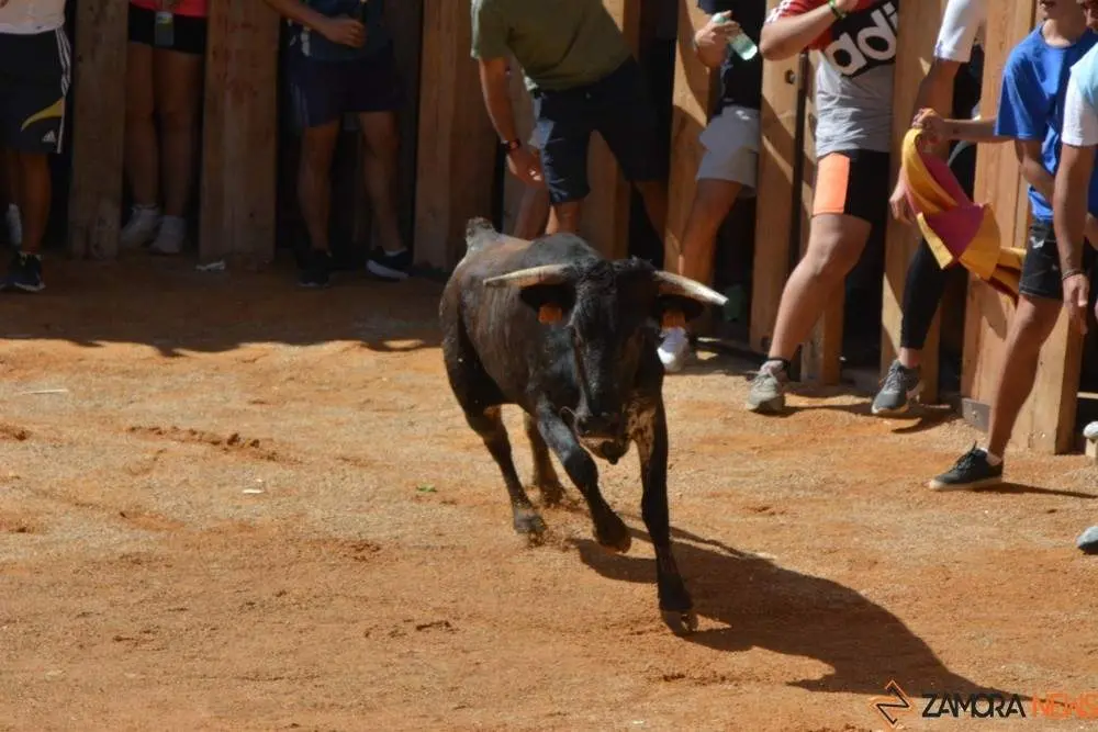 encierro s&aacute;bado fermoselle _147