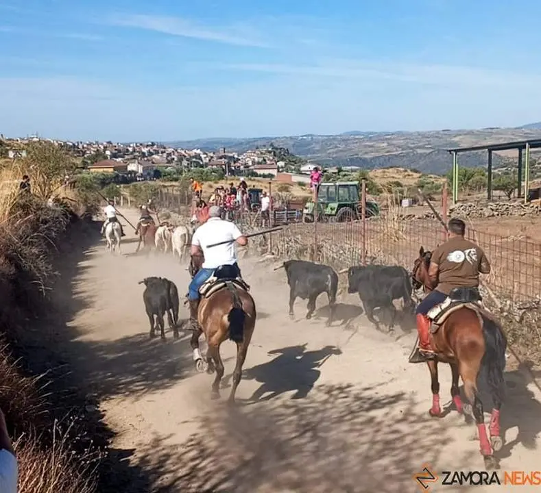 a caballo encierro fermoselle 2024_5