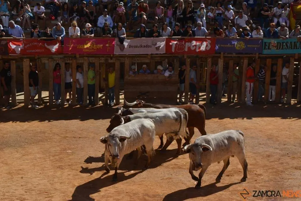 a caballo encierro fermoselle 2024_53