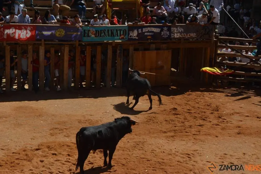 a caballo encierro fermoselle 2024_98