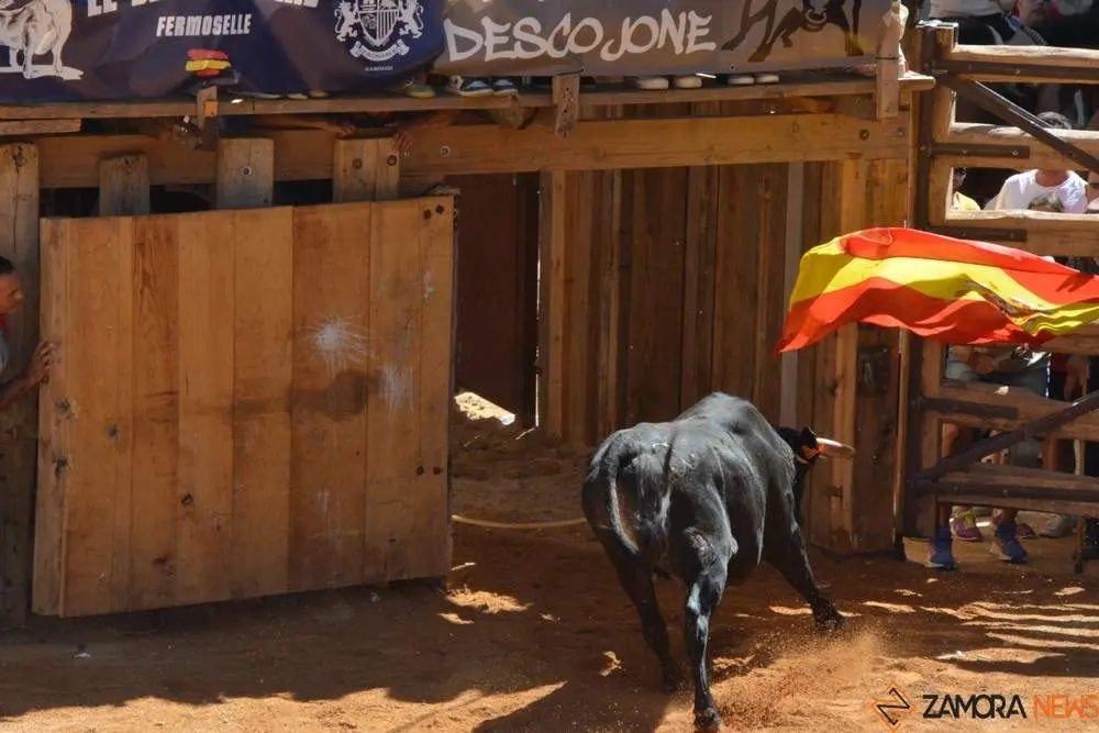 a caballo encierro fermoselle 2024_99