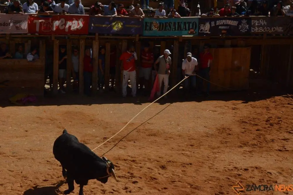 a caballo encierro fermoselle 2024_105