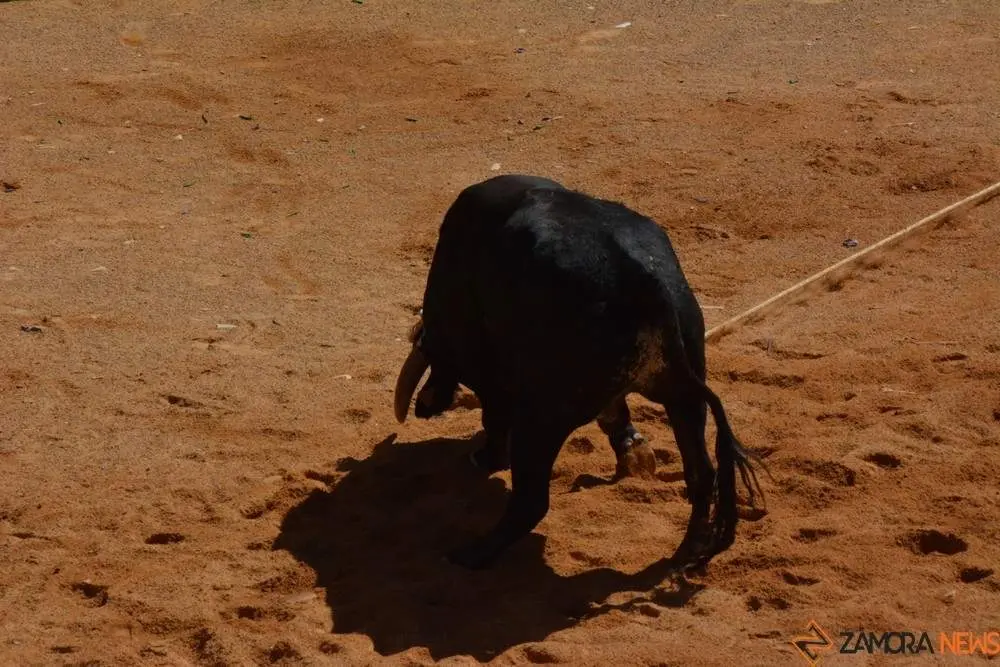 a caballo encierro fermoselle 2024_106