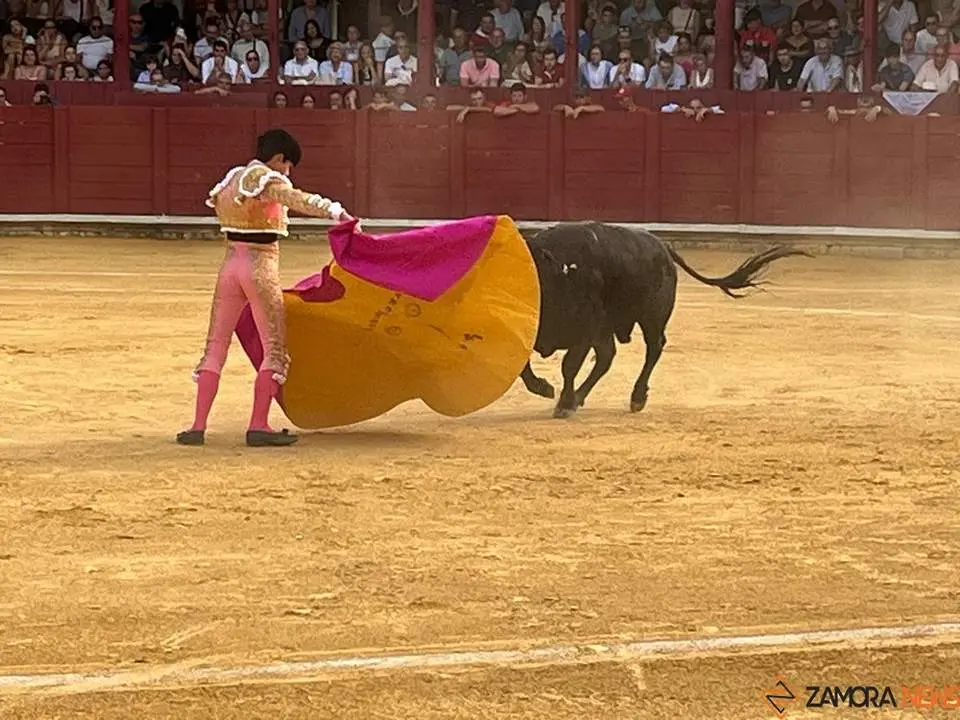 toros en toro _11