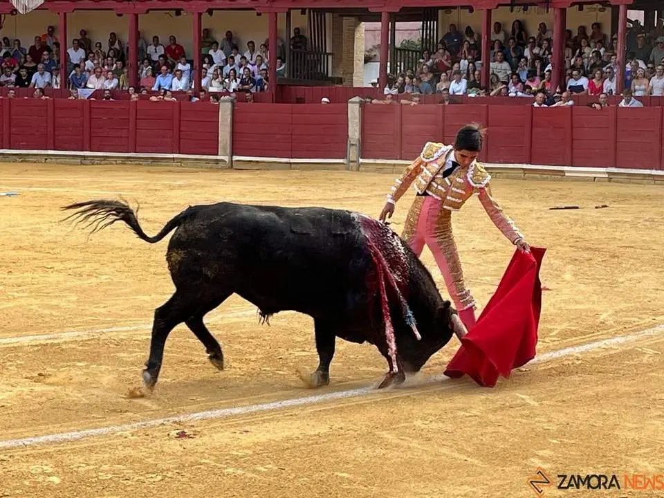 toros en toro _29