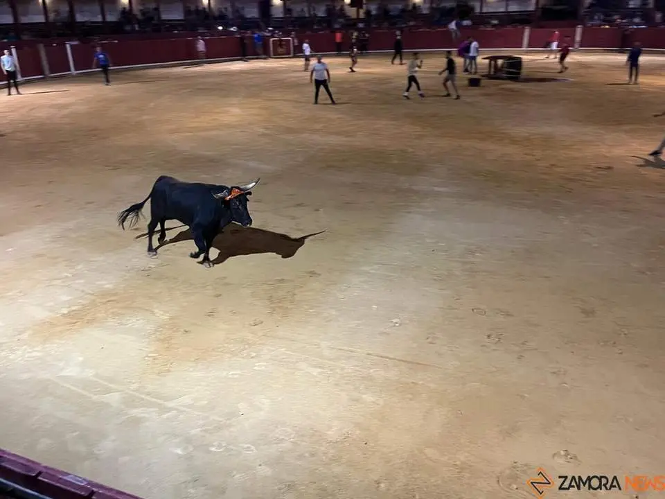 fuente del vino toro_5