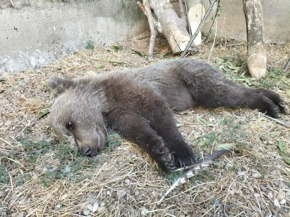 Osezno en proceso de recuperación en el CRAS