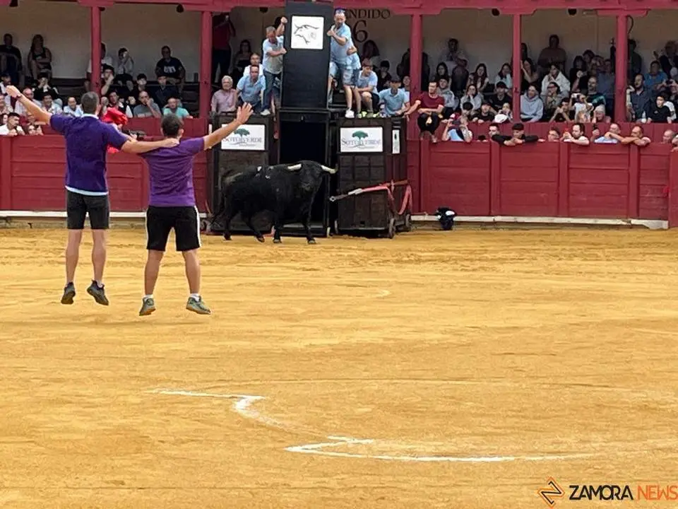 toro del cajón toro 2024_15