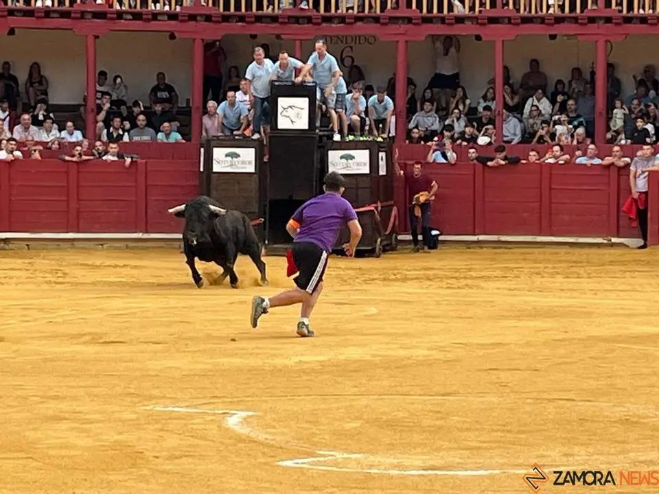 toro del cajón toro 2024