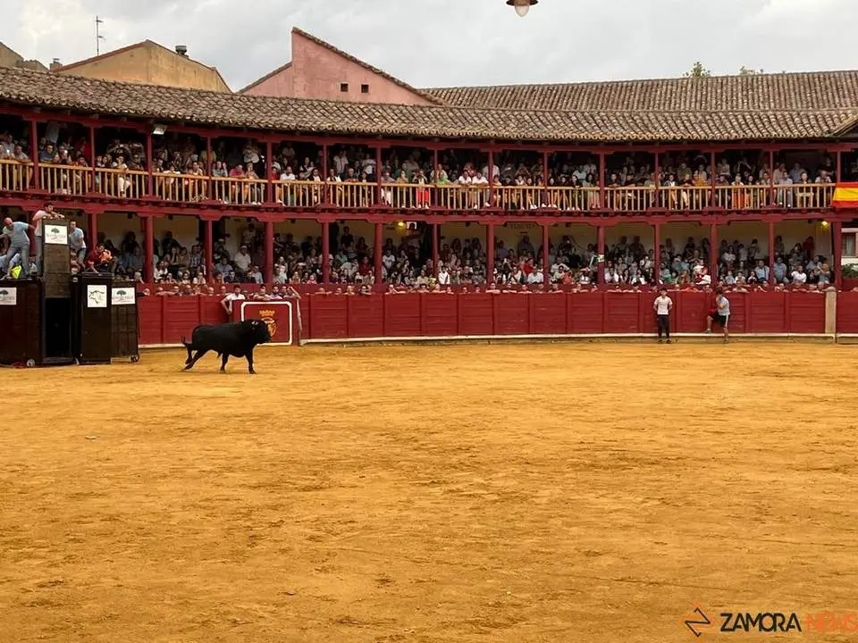 toro del cajón toro 2024_3