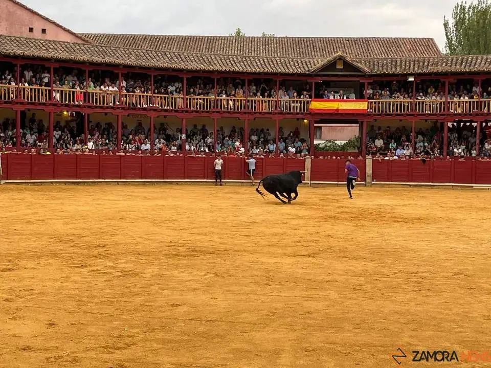 toro del cajón toro 2024_4