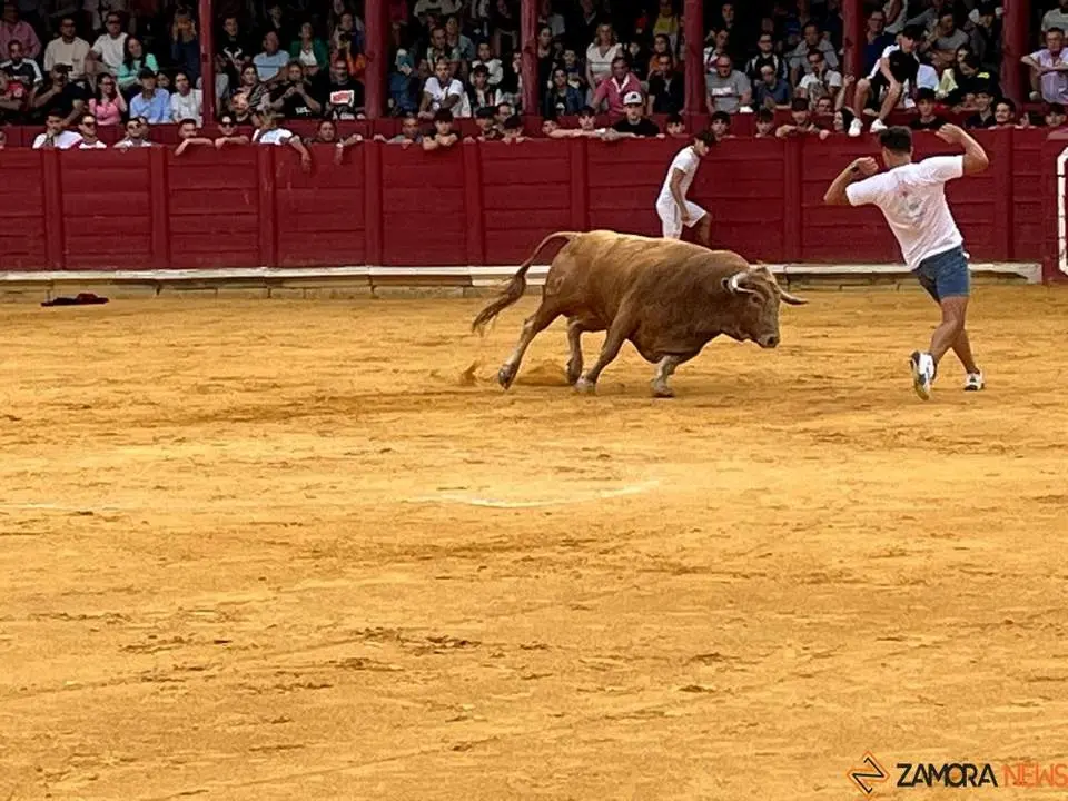 toro del cajón toro 2024_5