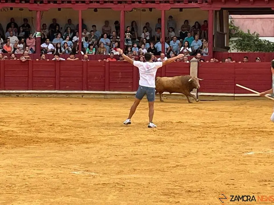 toro del cajón toro 2024_7