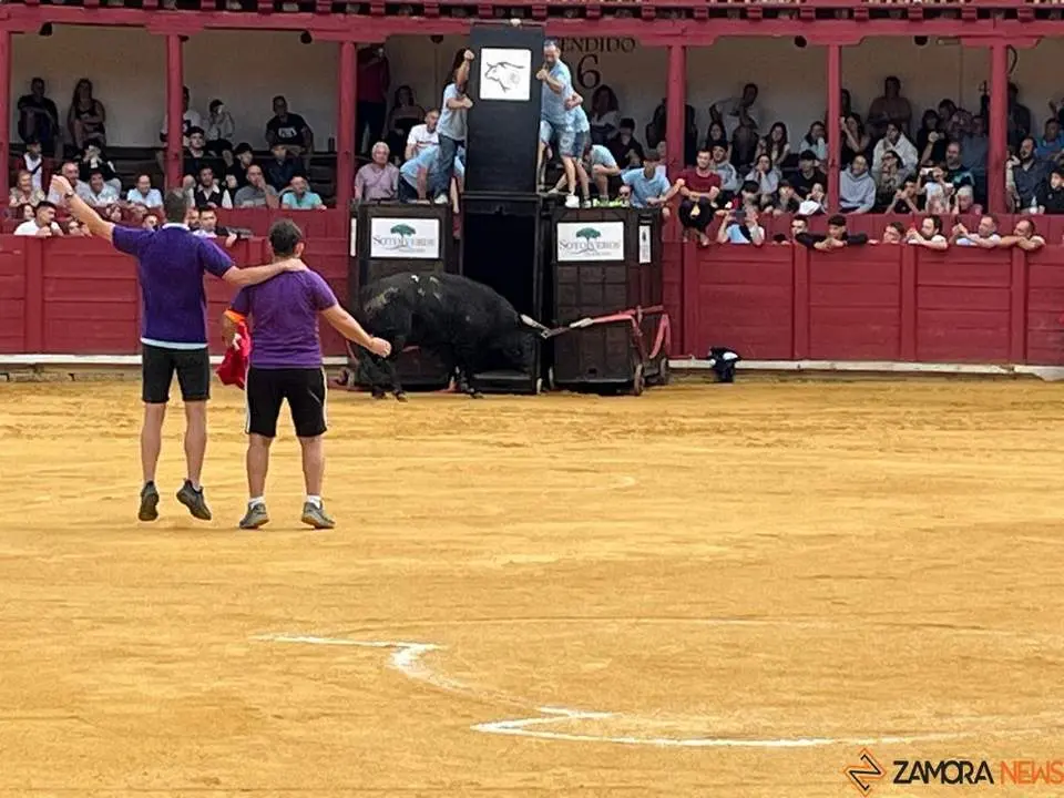 toro del cajón toro 2024_12