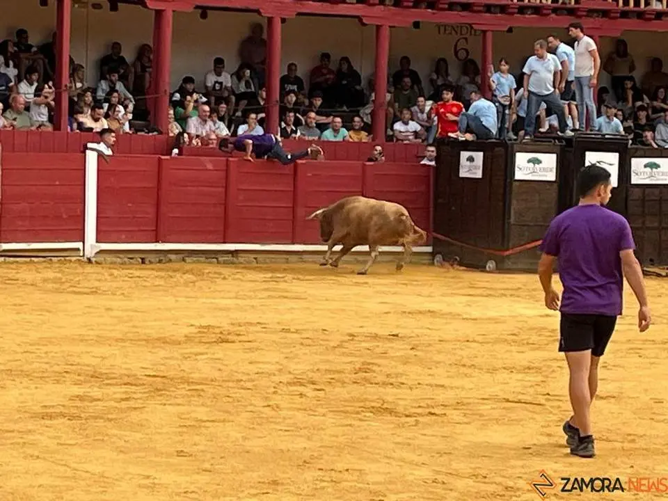 toro del cajón toro 2024_13