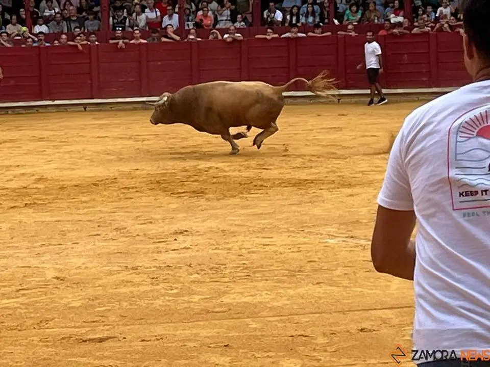 toro del cajón toro 2024_14