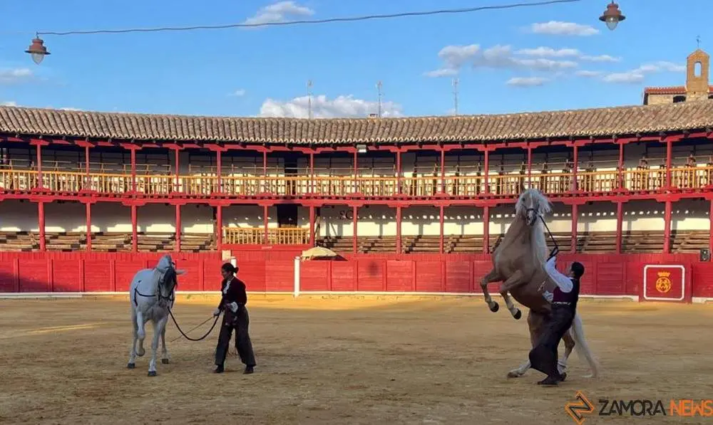 caballos toro _44