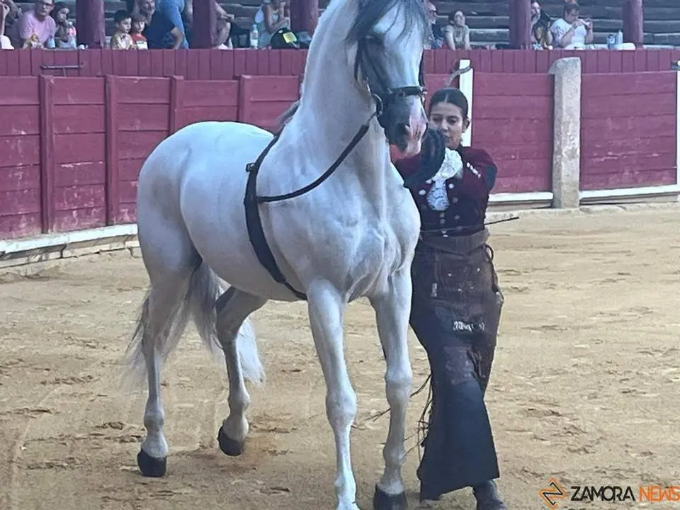 caballos toro _15