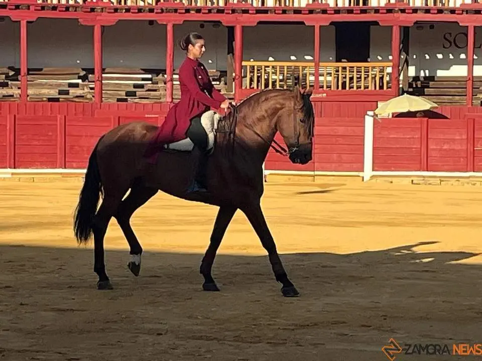 caballos toro _22