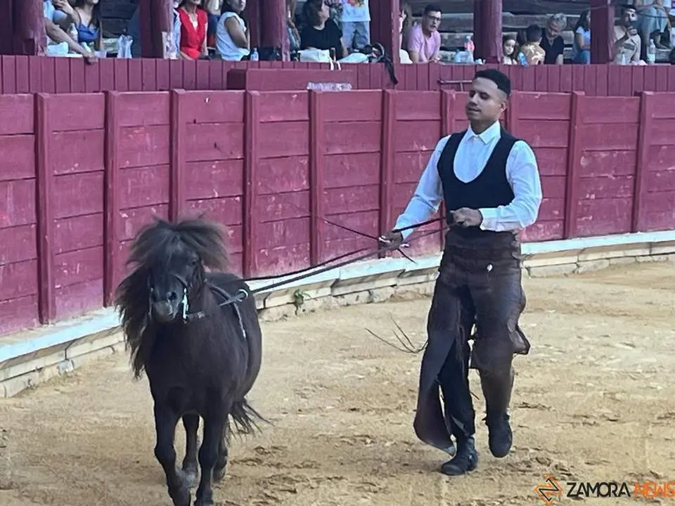 caballos toro _38