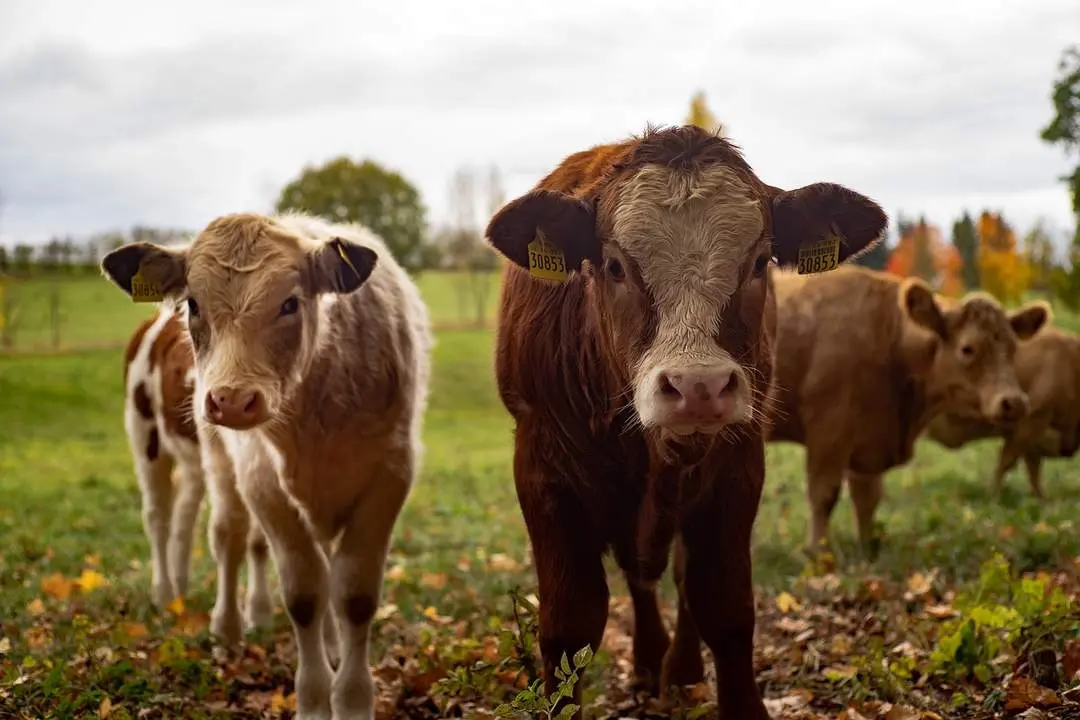 Vacas Archivo