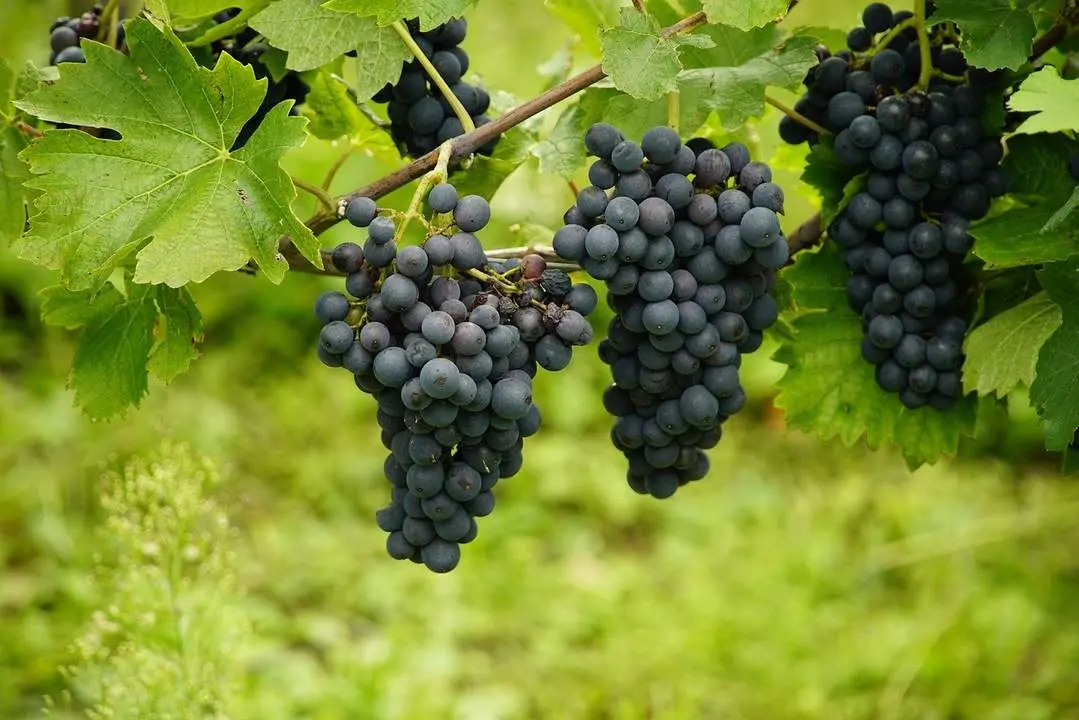 Uvas / Vid Archivo
